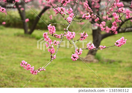 Peach blossoms Peach blossoms 138590312