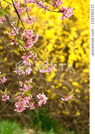 菊花的花朵 138590315
