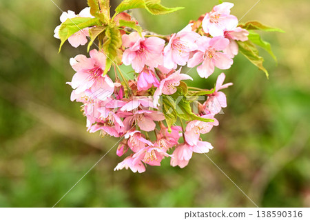 菊花的花朵 菊花的花朵 138590316