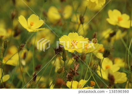 波斯菊(秋季花卉)18 波斯菊(秋季花卉)18 138590360