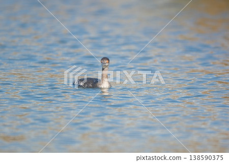 A water bird with orange eyes floating on the water A water bird with orange eyes floating on the water 138590375