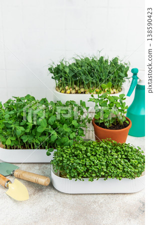 Growing fresh nutritious microgreens at home for healthy eating Growing fresh nutritious microgreens at home for healthy eating 138590423