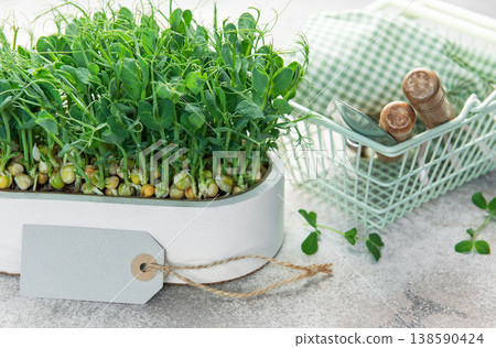 Growing fresh pea microgreens with gardening tools and tag 138590424