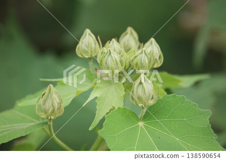 Drunky bud buds Drunky bud buds 138590654