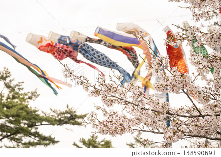 Carp streamer swimming with cherry blossoms 138590691