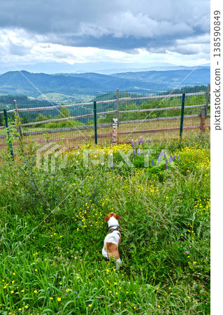 Jack Russell Terrier with Harness on a Grassy Mountain Hill Jack Russell Terrier with Harness on a Grassy Mountain Hill 138590849