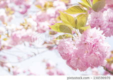Sky and double cherry blossom garden with copy space Sky and double cherry blossom garden with copy space 138590970