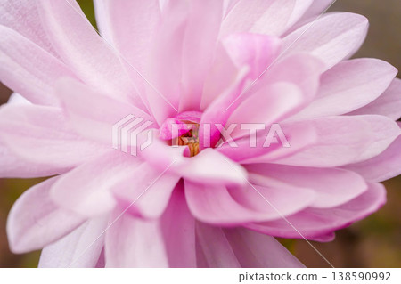 花瓣內部(玉蘭花) 花瓣內部(玉蘭花) 138590992