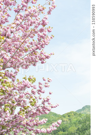 Sky and double cherry blossom garden with copy space 138590993