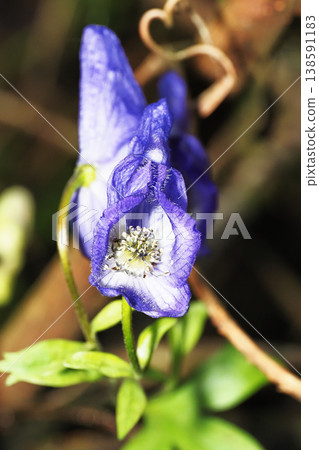 Torikabuto花 Torikabuto花 138591183