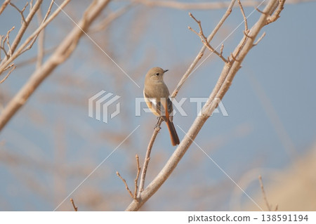 Daurian Redstart 棲息在樹枝上 Daurian Redstart 棲息在樹枝上 138591194