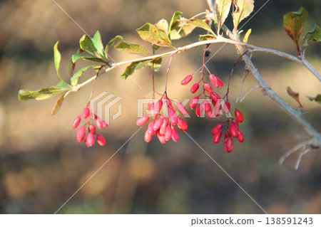 Ripe dogwood berries hang on branch. Wild berries. Ripe fruits of Cornus mas Ripe dogwood berries hang on branch. Wild berries. Ripe fruits of Cornus mas 138591243