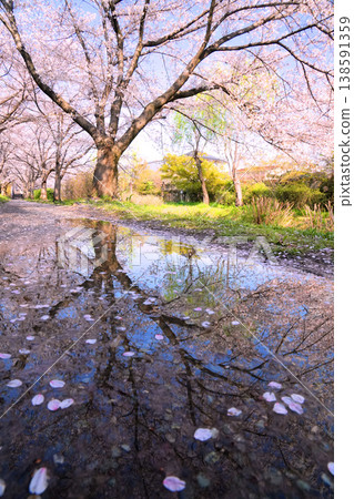 Reflections of cherry blossoms along the Uji River tributary in Fushimi, Kyoto Reflections of cherry blossoms along the Uji River tributary in Fushimi, Kyoto 138591359