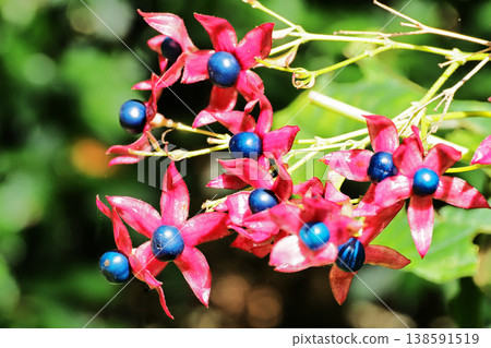 Rabbit fruit Rabbit fruit 138591519