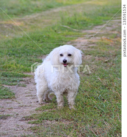 Dog standing on the country road during walk. Small Maltese dog playing outdoors Dog standing on the country road during walk. Small Maltese dog playing outdoors 138591534