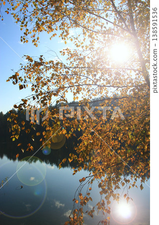 Tree with yellow leaves against the background of forest lake. Autumn landscape Tree with yellow leaves against the background of forest lake. Autumn landscape 138591536