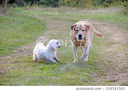 Multi-Poo dog flirting with an old Labrador Retriever. Dog games. Dogs walking 138591563