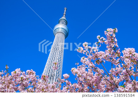 四月，東京的城市景觀，東京晴空塔和禦殿場櫻花在藍天的映襯下格外醒目。 138591584