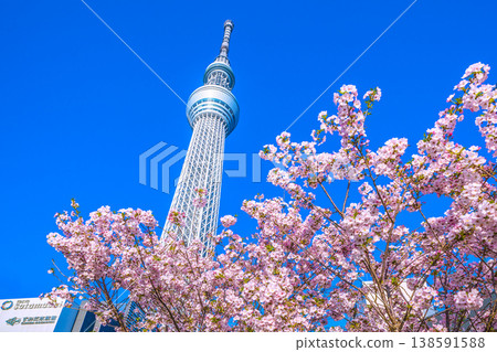 A view of Tokyo's cityscape, with the Tokyo Skytree and Gotemba cherry blossoms standing out against the blue sky = April A view of Tokyo's cityscape, with the Tokyo Skytree and Gotemba cherry blossoms standing out against the blue sky = April 138591588