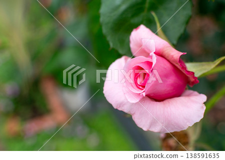 玫瑰花 138591635