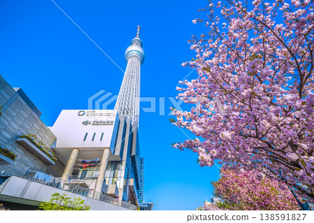 日本東京城市景觀俯瞰在藍天中閃耀的東京晴空塔和墨田區忍成公園的櫻花 日本東京城市景觀俯瞰在藍天中閃耀的東京晴空塔和墨田區忍成公園的櫻花 138591827