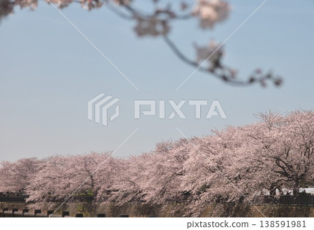 Cherry blossoms blooming by the river 138591981