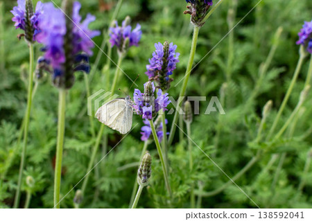 Butterfly love flower Butterfly love flower 138592041
