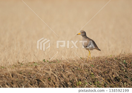 一種有著深紅色眼睛的野生鳥類：北鳳頭麥雞。 138592199