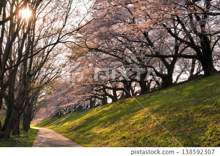 The cherry trees along the Sewari Embankment in Kyoto shine in the morning sun. The cherry trees along the Sewari Embankment in Kyoto shine in the morning sun. 138592307