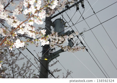 A telephone pole surrounded by cherry blossoms A telephone pole surrounded by cherry blossoms 138592324