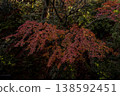 Momiji who changed leaves 138592451