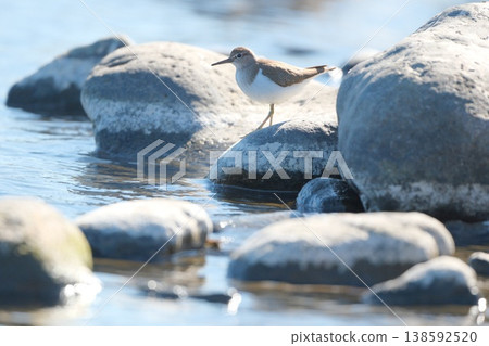 A sandpiper walking on a stone by the river. A sandpiper walking on a stone by the river. 138592520