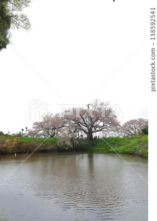 A single cherry tree heralds the arrival of spring. A single cherry tree heralds the arrival of spring. 138592541