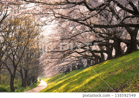 The cherry trees along the Sewari Embankment in Kyoto shine in the morning sun. The cherry trees along the Sewari Embankment in Kyoto shine in the morning sun. 138592549