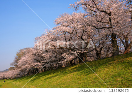 京都瀨川堤岸的櫻花樹在晨曦的照耀下熠熠生輝。 138592675
