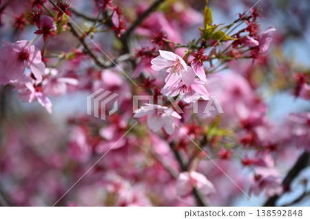 Cherry blossoms at Suizenji Park Cherry blossoms at Suizenji Park 138592848