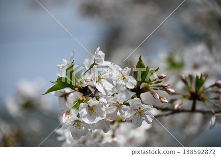 Sakura in spring  138592872