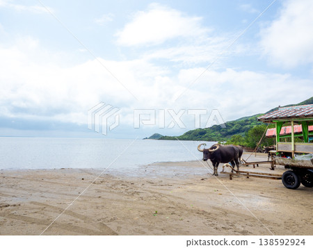 湯布島(沖繩縣西表島)上的水牛 *西表島一側 湯布島(沖繩縣西表島)上的水牛 *西表島一側 138592924