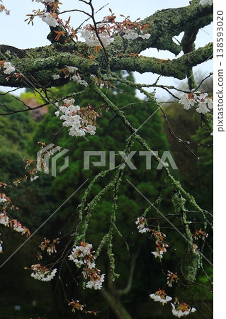 雨滴和櫻花 138593020