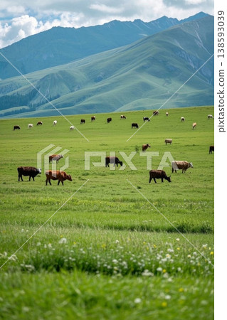 草原 牧场 牛群 草原 牧场 牛群 138593039