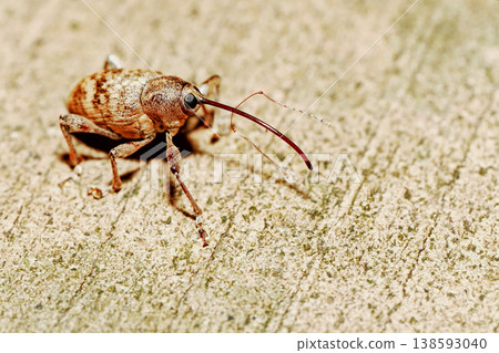 一種象鼻蟲 138593040