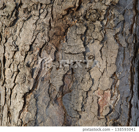 Organic wood texture background, tree bark. Organic wood texture background, tree bark. 138593041