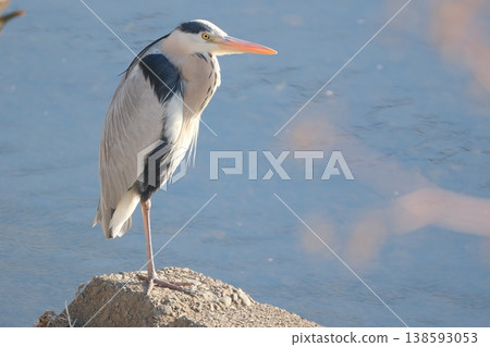 A grey heron standing by the riverbank A grey heron standing by the riverbank 138593053