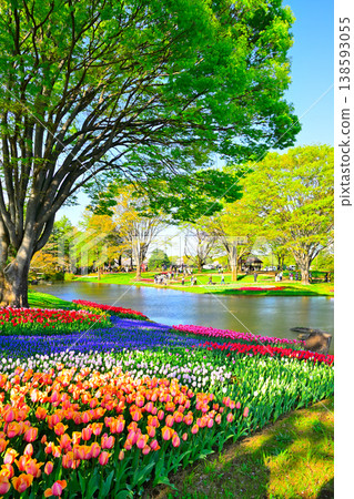 A view of tulips in a tulip park. A view of tulips in a tulip park. 138593055