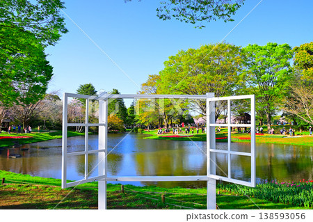 A view of tulips through a window frame A view of tulips through a window frame 138593056