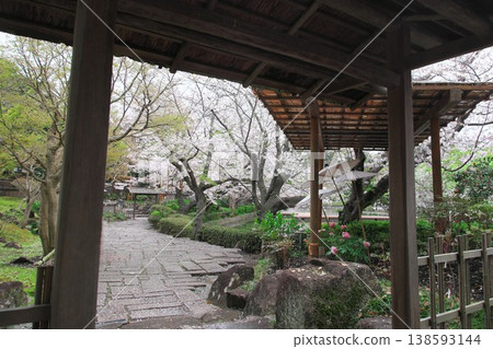 鎌倉鶴岡八幡宮源氏池旁牡丹園中的櫻花盛開 138593144