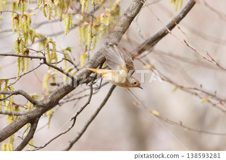 A Daurian Redstart takes flight from a hazel tree. A Daurian Redstart takes flight from a hazel tree. 138593281