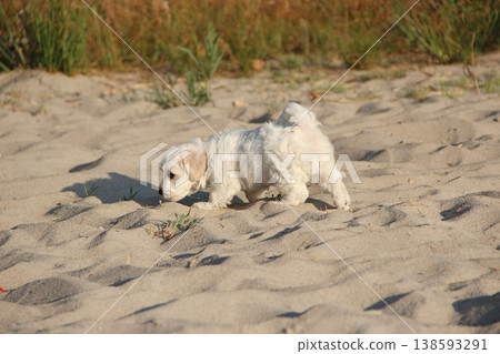 Maltipoo puppy running on sand. small Maltese dog playing outdoors. Family pet Maltipoo puppy running on sand. small Maltese dog playing outdoors. Family pet 138593291