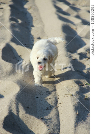 Maltipoo puppy running on sand. small Maltese dog playing outdoors. Family pet Maltipoo puppy running on sand. small Maltese dog playing outdoors. Family pet 138593292