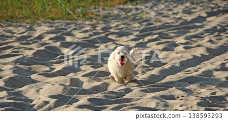 Maltipoo puppy running on sand. small Maltese dog playing outdoors. Family pet Maltipoo puppy running on sand. small Maltese dog playing outdoors. Family pet 138593293